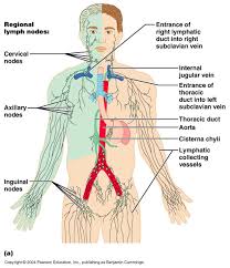 Ch20 Gross Anatomy Of The Lymphatic System