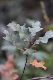 Image result for Quercus sp.