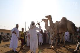 Earthenware with traces of unfired pigment. Update Three People Charged With Torturing Camels In Egypt Following Peta Expose