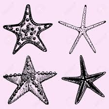 We did not find results for: Conjunto De La Estrella De Mar A Mano El Estilo De Dibujo Ilustracion Boceto Ilustraciones Vectoriales Clip Art Vectorizado Libre De Derechos Image 50055208