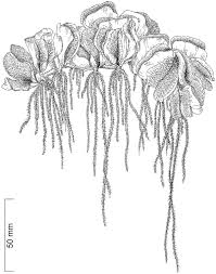 Image result for Monochoria africana