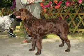 Image result for německý ohař dlouhosrstý