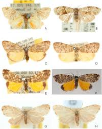 By remearus maes from «odin». Illustrated Checklist Of The Genus Halone Walker 1854 Lepidoptera Erebidae Arctiinae Lithosiini With A Newly Recorded Species From Laos Sciencedirect