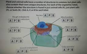 Ribosomes are organelles which are the site of protein synthesis. Identify The Following Structures As Being Found Only In The An Animal A Only In A Plant P Or Brainly Com