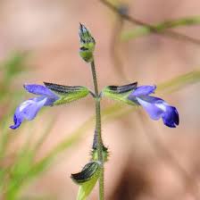 Image result for Xerophyta suaveolens