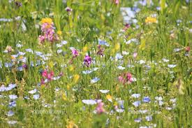 春の野花 写真素材 [ 3624794 ] - フォトライブラリー photolibrary