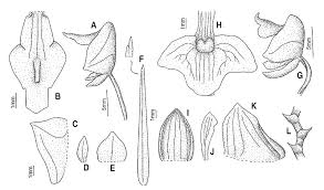 Image result for Polystachya caloglossa