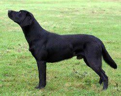 Common labrador retriever mixes may include golden retriever, german shepherd, border collie, corgi, poodle, and american staffordshire terrier, often called the pit bull. English Labs Vs American Labs Differrences Show Lab Vs Field Lab Guide 2019