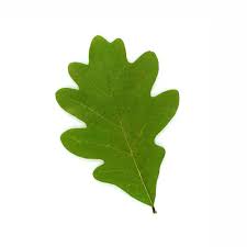 Image result for white oak leaf