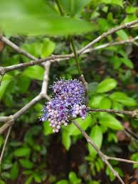 Image result for Embelia