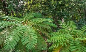 Image result for Cyatheaceae
