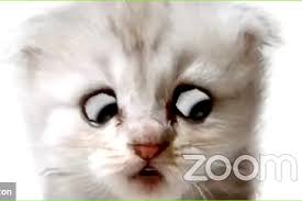 Black cat staring at camera meme. How To Turn Zoom Filters On And Off The Washington Post