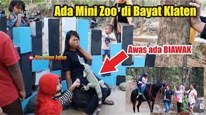 Jumlah tempat pariwisata yang tercatat di halaman ini adalah sebanyak 962. Kebun Binatang Mini Ada Di Bayat Klaten Mini Zoo Wisata Baru Klaten Youtube