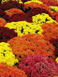 Also, garden mums tend to have smaller flowers than the. Autumn Flowers Fall Mums Fall Flowers Landscape