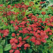 Zwerg Sterndolde Ruby Wedding Schattenpflanzen Garten Pflanzen Pflanzen Und Sterndolde