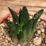 Image result for Cyclantheropsis parviflora