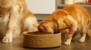 Is it safe for dogs to eat cats' food and cats to eat dogs' food?