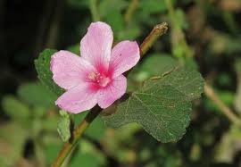 Image result for Urena