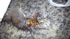 Subsequently, one may also ask, how long can a camel go without water in the desert? Liveleak Com Camel Cricket Eats A Rat