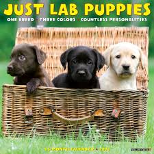 Maybe you would like to learn more about one of these? Lab Puppies Just Wall Calendar Calendars Com