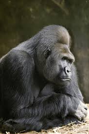 Lincoln Park Zoo Animals Image Search Results Long Ago Bushman The Gorilla Was The Star At The Zoo Silverback Gorilla Lincoln Park Zoo Gorilla