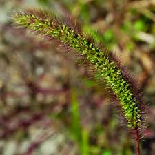 Image result for Setaria