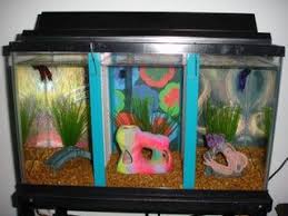 Housing 3 Male Betta Fish In 1 Ten Gallon Tank Betta Fish Tank Betta Fish Betta Fish Tank Mates