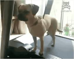 Funny Dog Gifs That Will Brighten Your Day Dog waits at door for a walk. funny dog gifs that will brighten your day