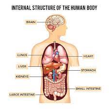 Human Body And Organs Systems Vector Infographic Anatomy System Human Body Organs Anatomy Human Body Organs Human Anatomy Picture