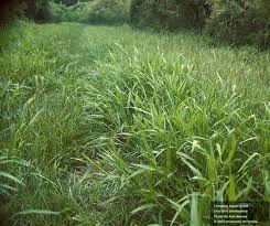 Image result for Urochloa reptans