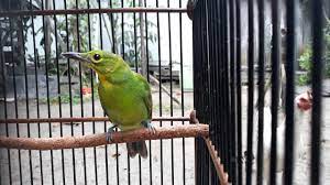 Cucak Ijo Kalimantan Kuningan Jantan Youtube