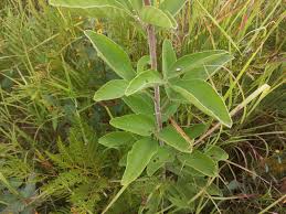 Image result for Pseudarthria