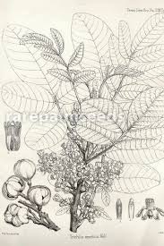 Image result for Trichilia emetica