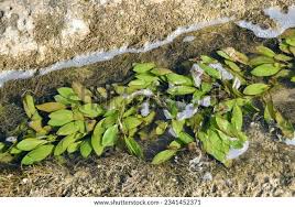 Image result for Potamogeton nodosus