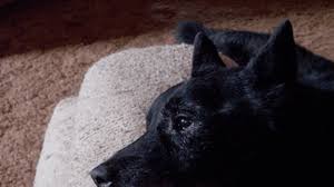 The costs for pet euthanasia vary. Dog Euthanasia Putting A Dog To Sleep At Home Pethelpful