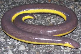 Caecilians belong to the same group of animals that includes frogs and salamanders. Caecilian Everything You Need To Know With Photos Videos
