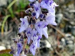 Image result for Isodon