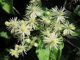 Check spelling or type a new query. Secrets Of The Bach Flower Remedy Plants 10 Clematis Bach Flower Remedies Cambridge Cambridge
