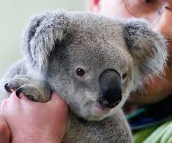 Articles For Kids Middle School Teens From Smithsonian We Dump 8 8 Million Tons Of Plastic Into Oceans Tweentr Cute Animals Articles For Kids Koala Bear
