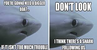 We have the best bulls vs sharks sports streams online. I Can Has Cheezburger Sharks Funny Animals Online Cheezburger