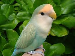 All Spicies Of Lovebirds D Parrot Pet Birds Beautiful Birds