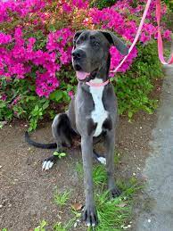 Click here to view great dane dogs in ohio for adoption. Great Dane Rehome Near Me Online Shopping