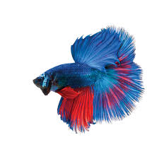 They are almost the exception to the rule. The Fascinating Origin Of Betta Fish And Other Fun Betta Facts