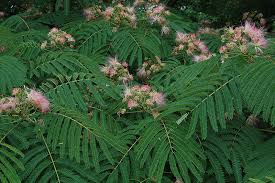 Image result for Albizia brevifolia