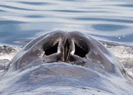 Blue Whale Head Close View – Whale Watching Mirissa Sri Lanka