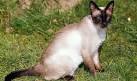 Male Siamese Cat, Balinese Cat (Tresorcats Sires) in ...