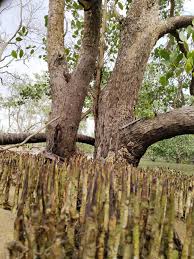 Image result for Sonneratia alba