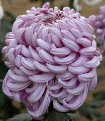 Stopping To Smell The Chrysanthemums Flores Exoticas Plantas Exoticas Jardineria Y Plantas