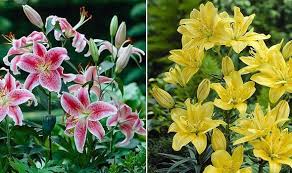 Maybe you would like to learn more about one of these? You Garden Slashes Over 70 Percent Off Plants In Sale With Prices From 1 99 Up Express Co Uk