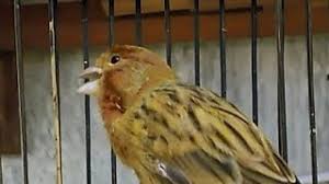 Foto burung kenari gereja konon merupakan jenis burung kenari paling populer diantara jenis. Kenari Warna Burung Gereja Gacor Youtube